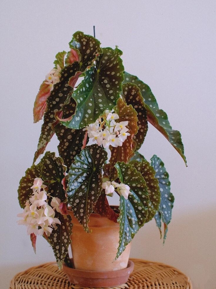 Бегония пятнистая или Макулата. Источник фото Pinterest