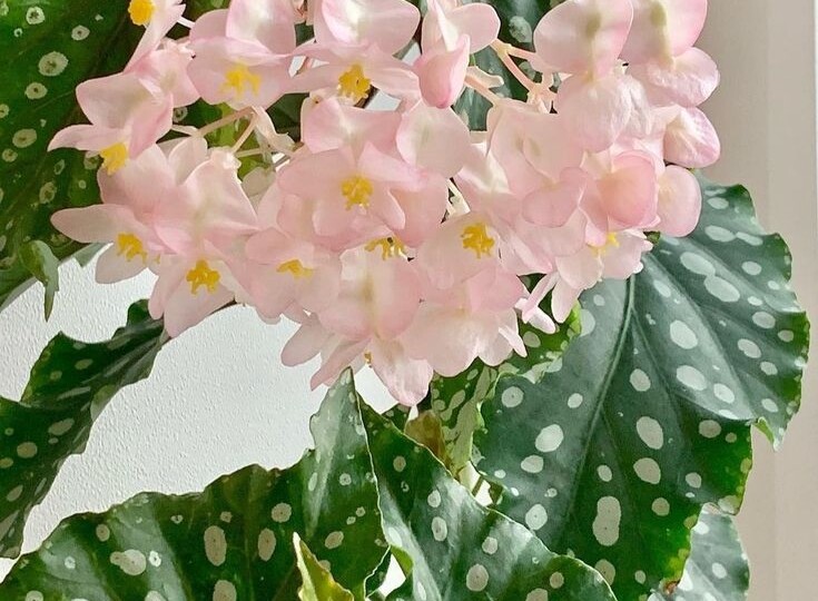 Невероятно эффектная красотка с листьями в белый горошек - Бегония пятнистая