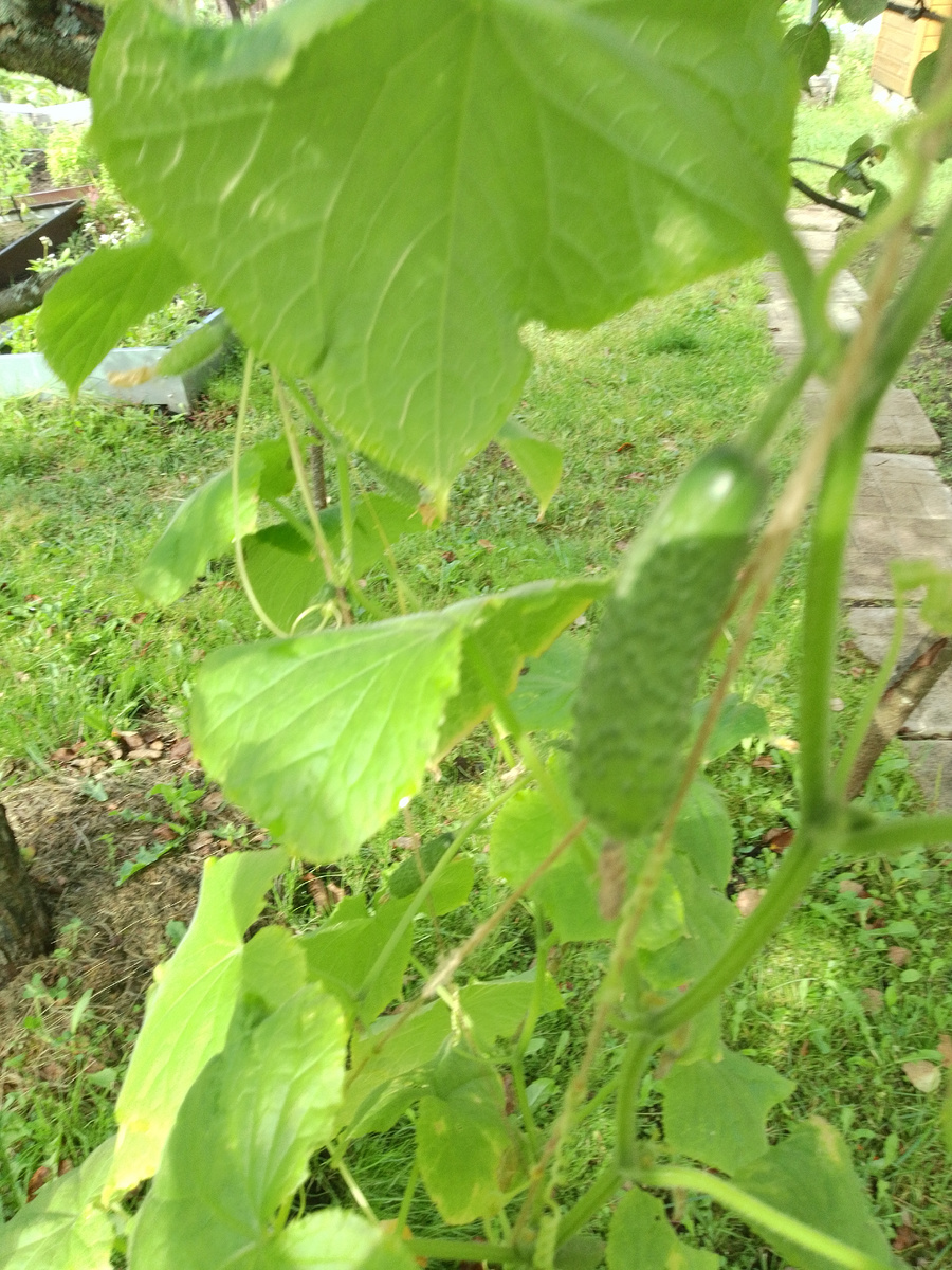 Фото автора. Лучше покушаем огурчики с своего огорода, чем находиться в толпе под грохот музыки