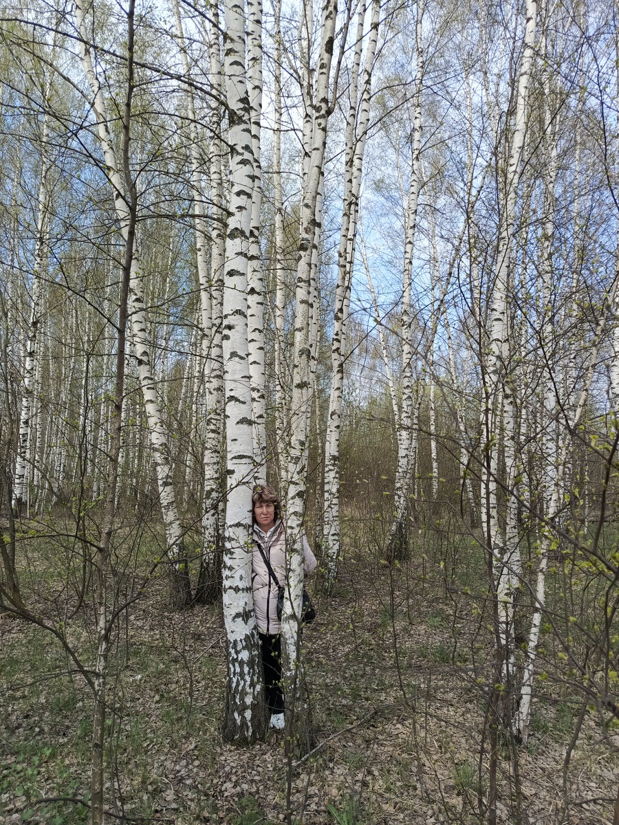 Березы, русские березы.