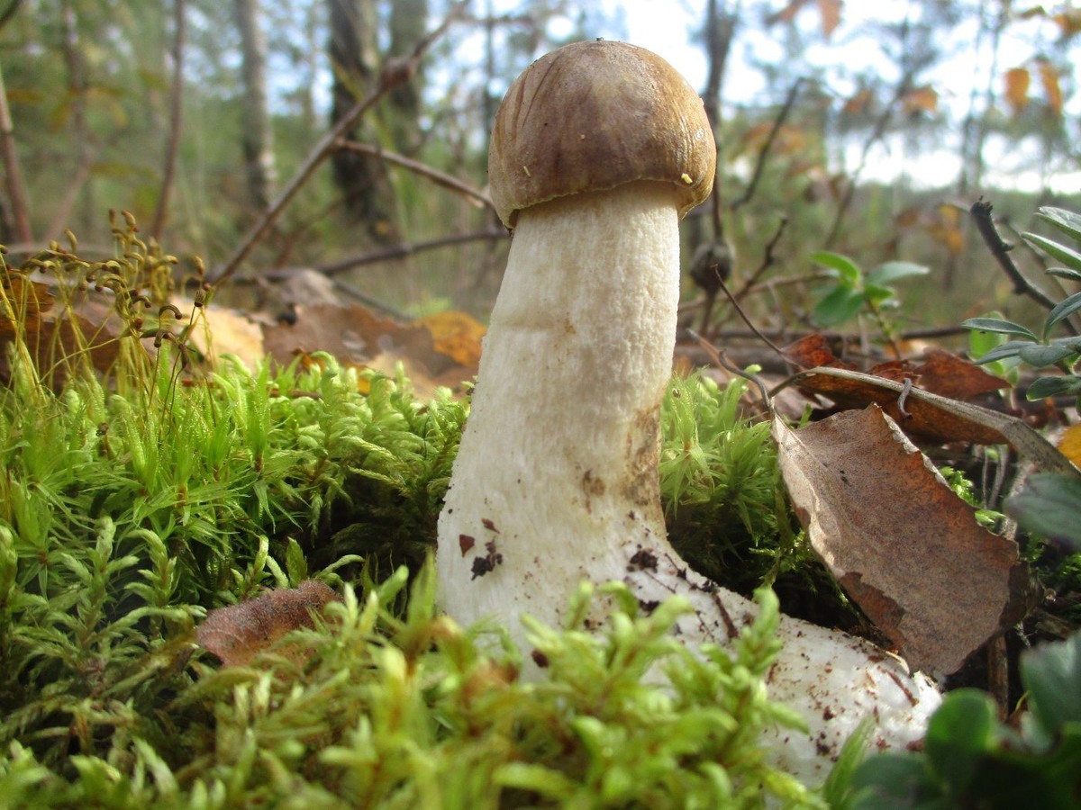 МОЯ ЛЮБИМОЧКА...БОЛОТНАЯ КРАСАВИШНА