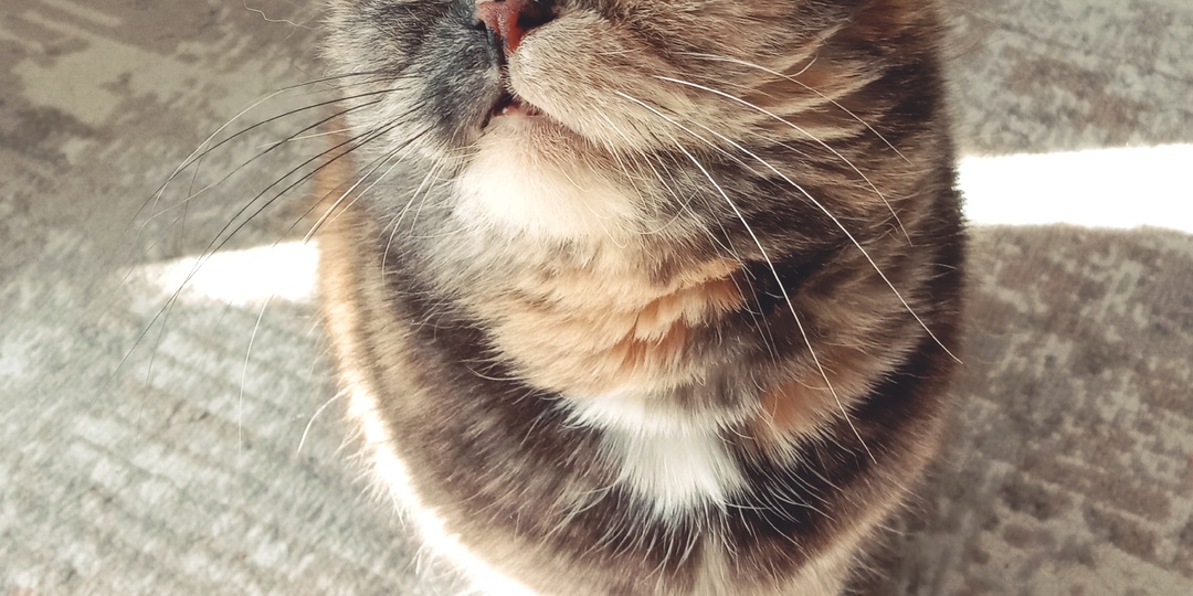 Почему кошка не ест влажный корм. Что-то не так с кошкой или с кормом