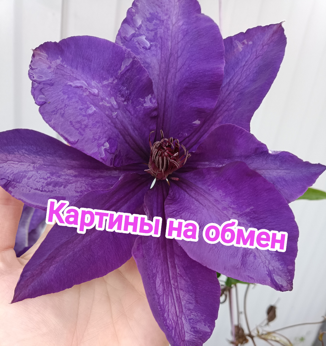 Фотография автора Поспеловой Евгении 