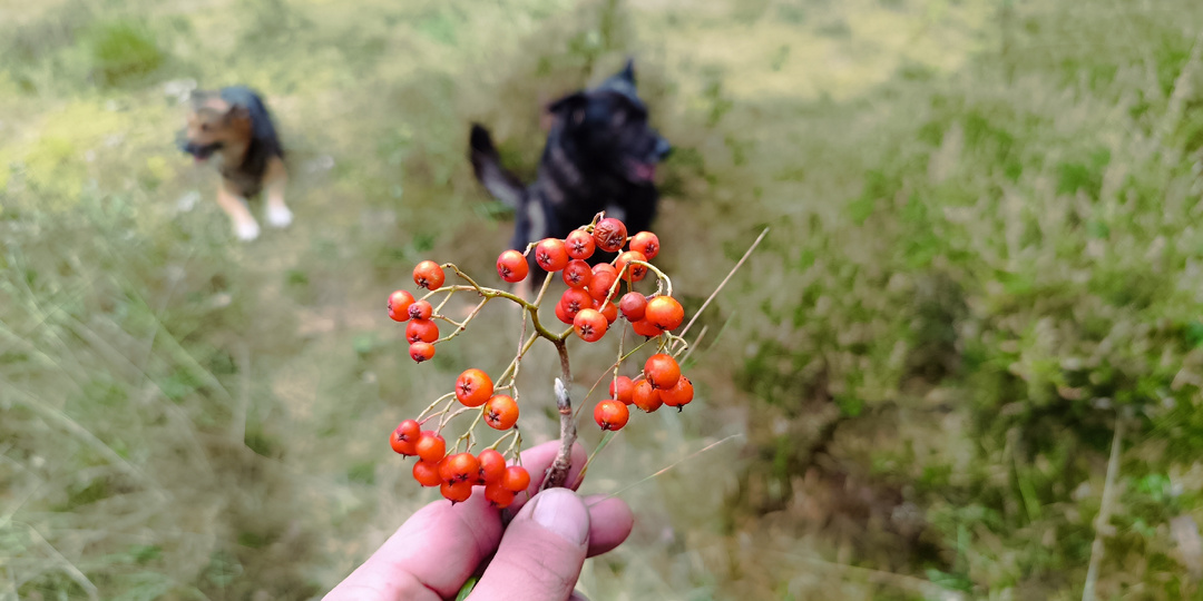 Рябиновая Настойка «на Первом Снеге»: Лекарство или Застолье?