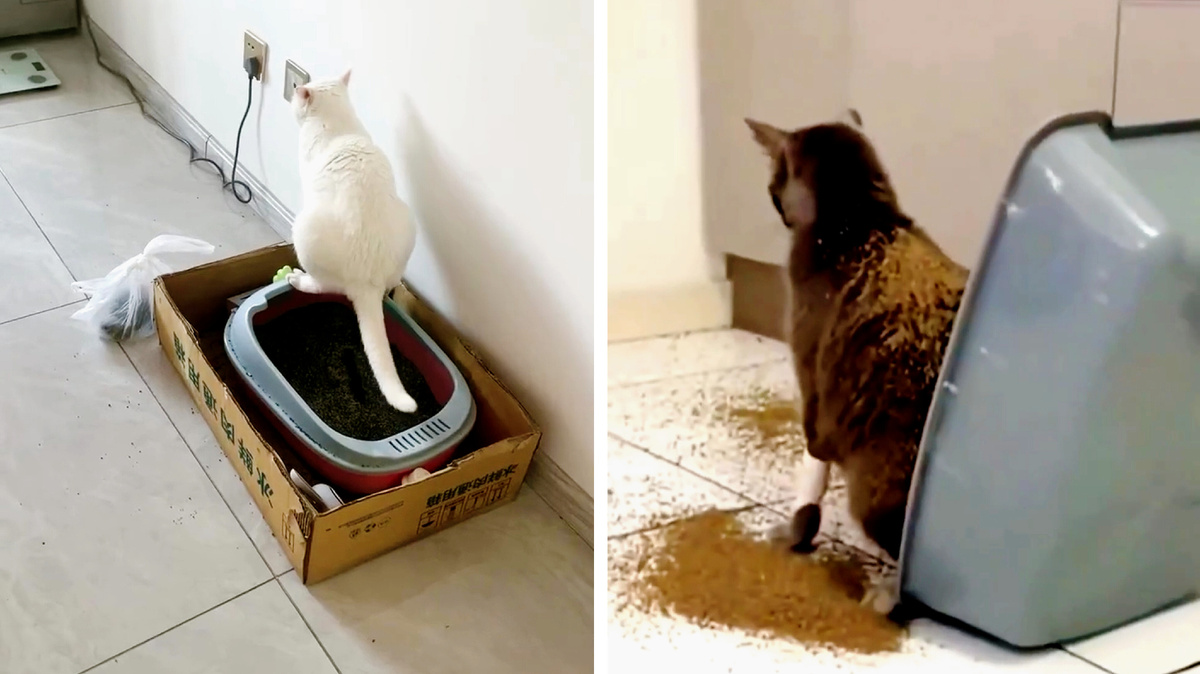 Частая причина: неудобный или неустойчивый лоток. Как думаете кто ее должен решать? (Ответ: не кошка)