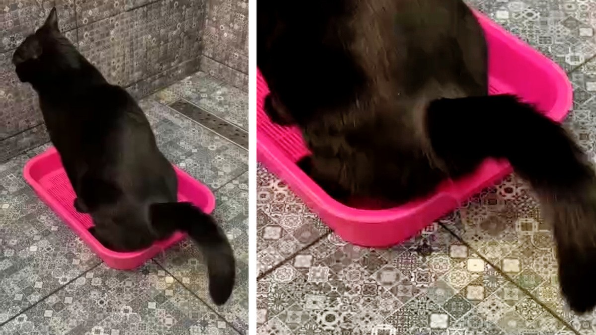 Кошка ходит в лоток, а хозяин все равно недоволен. Интересно, почему? И кто виноват? 