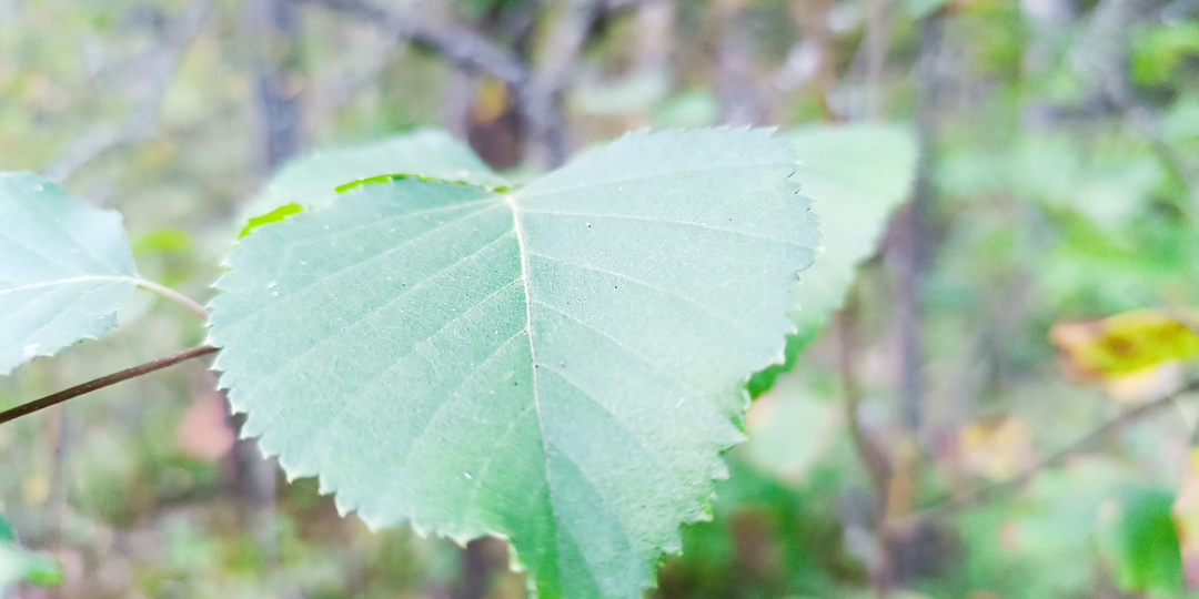 Берёзовые «Каперсы»: Как я Засолил Листья по Рецепту 100-Летней Давности