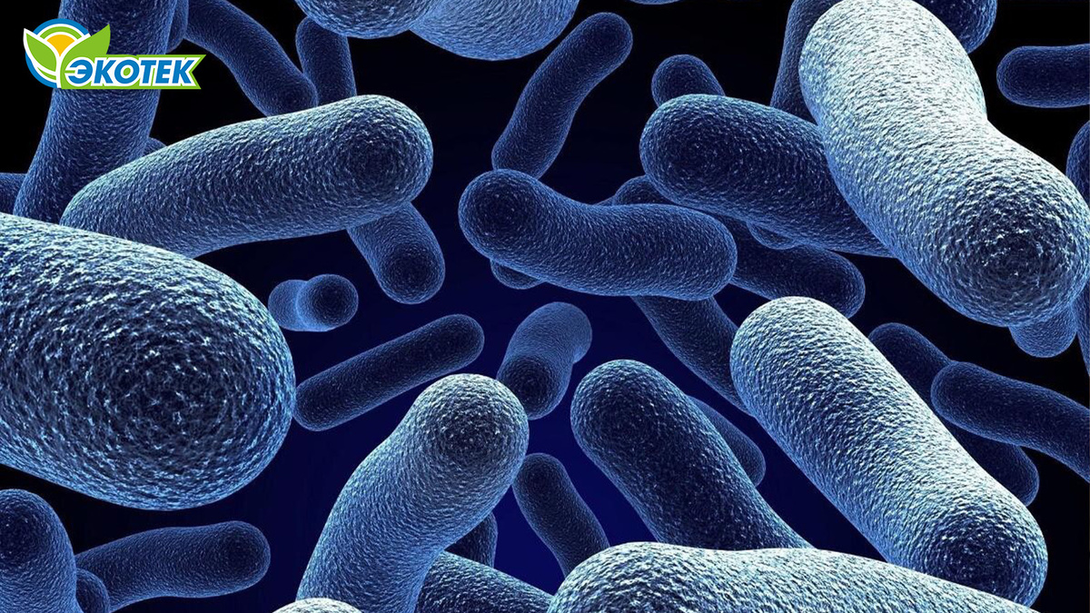 Как подготовиться к работе с бактериями для септика. Экотек