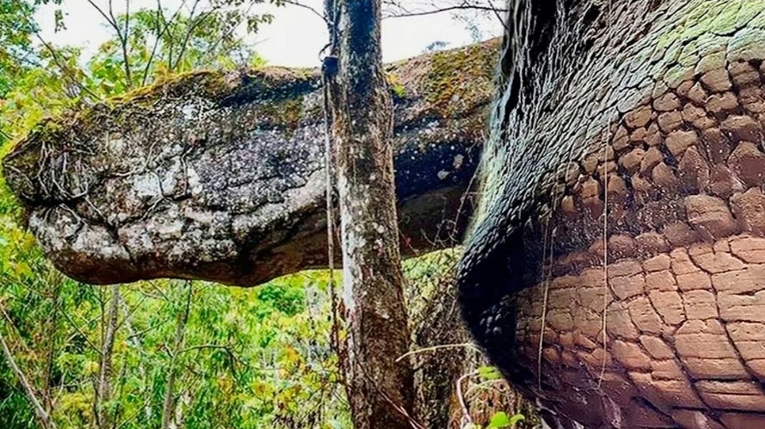 Из свободного доступа