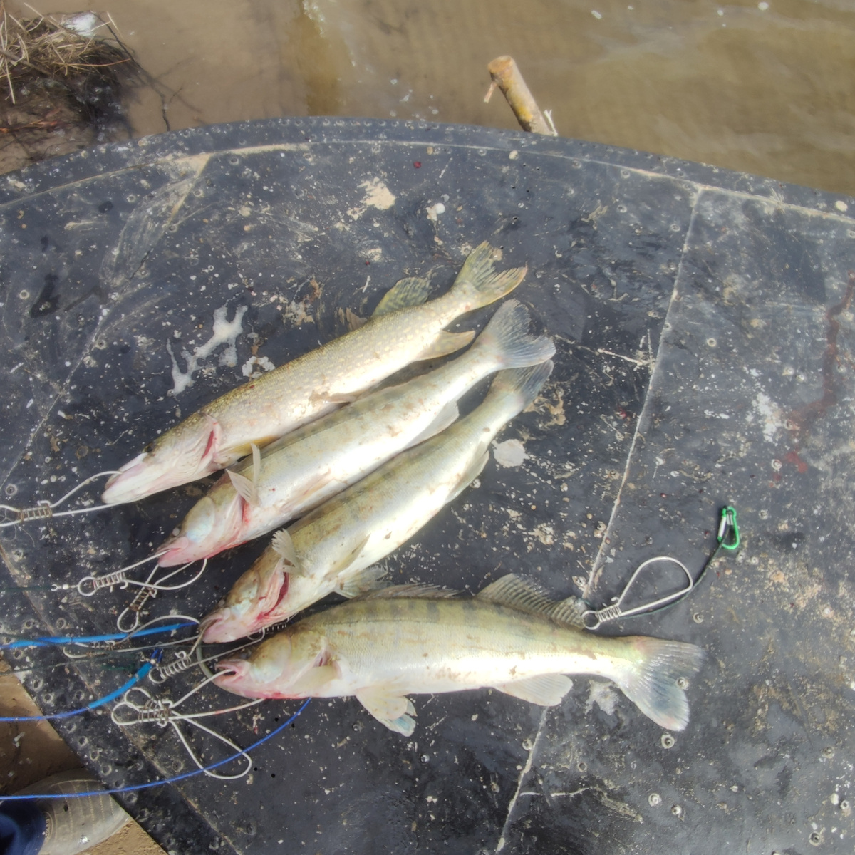 Судаки на уху, щука на котлеты