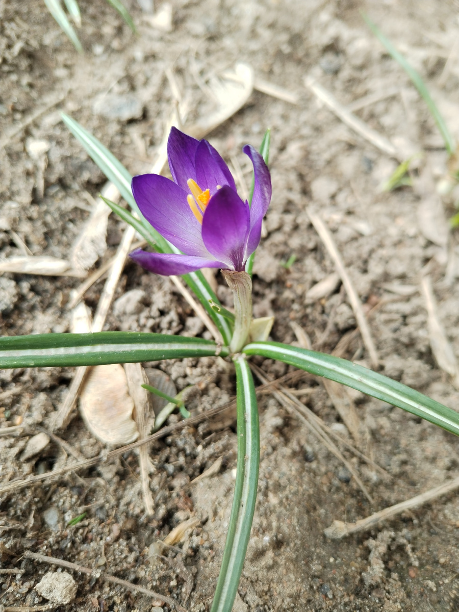 Руби Джайант