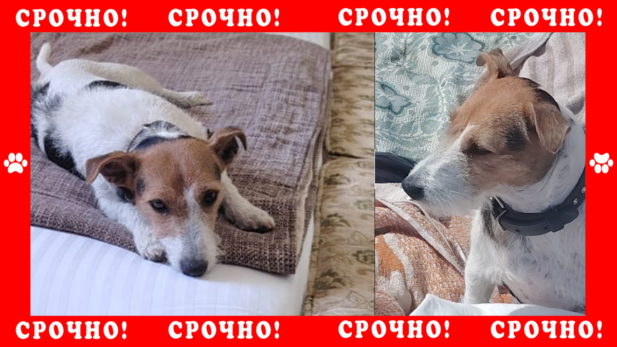 Джек-Рассел пропал в городе Судак