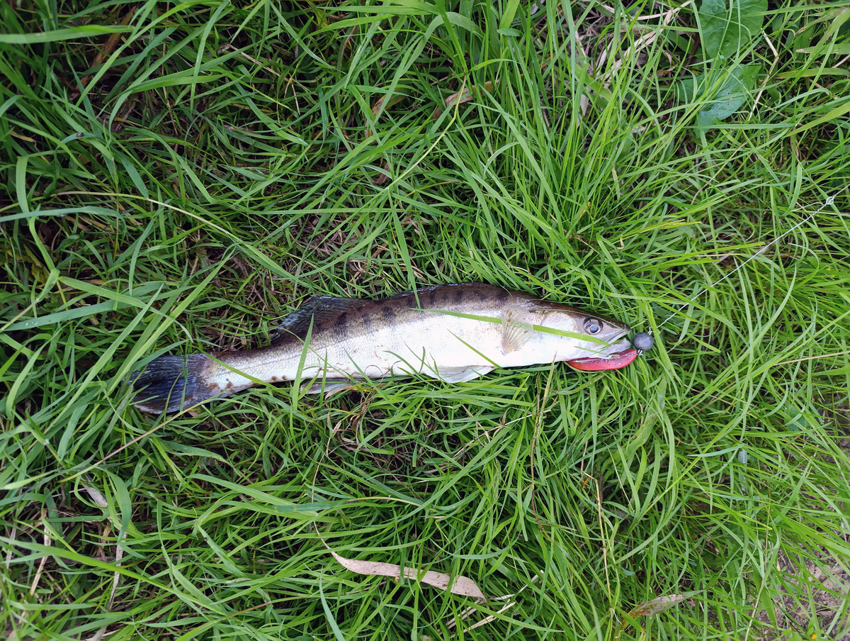 Судак на 300 грамм