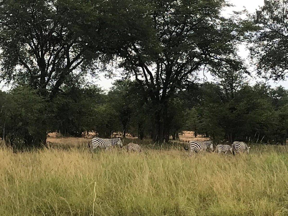 Всего лишь зебры)