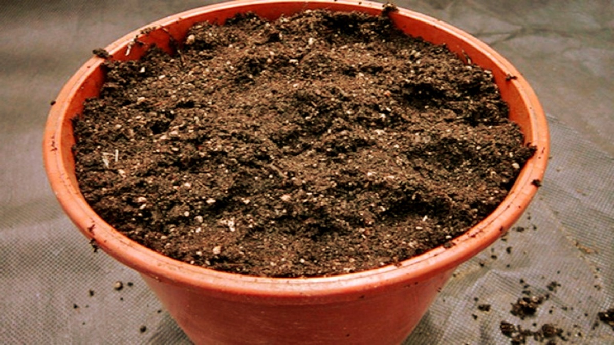 Проверенные методы сохранения домашних цветов в холодный период