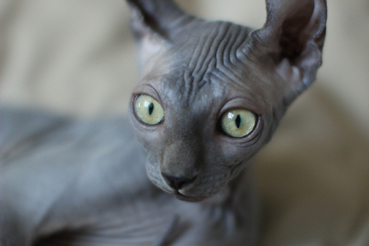 Когда внезапно услышал зов предков в 5 утра и осознал, что пора на охоту