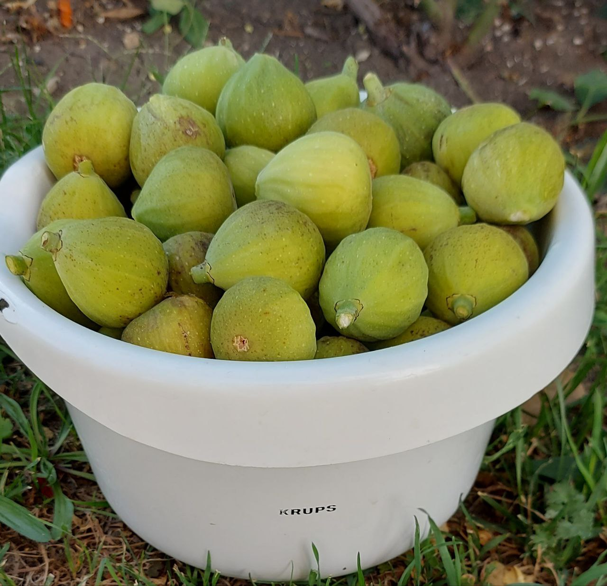 Инжир из нашего сада.