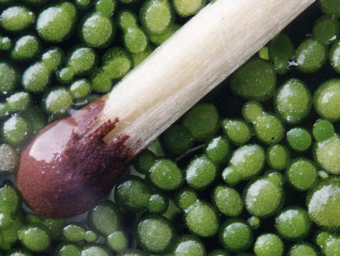 Вольфия (Wolffia)