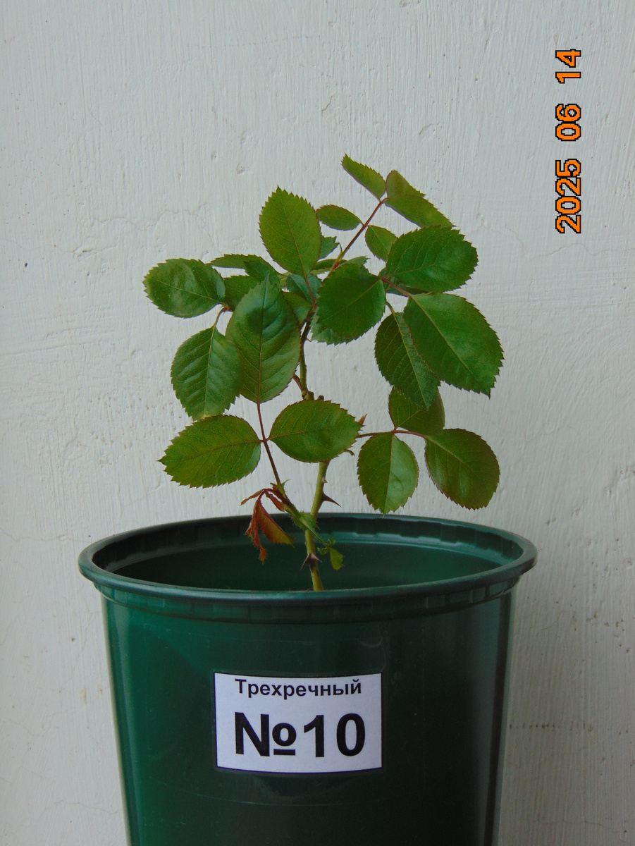 Саженец корнесобственной розы № 10 по состоянию на 14 июня 2025 года