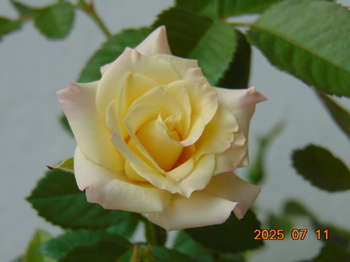 Саженец корнесобственной розы № 10 по состоянию на 11 июля 2025 года