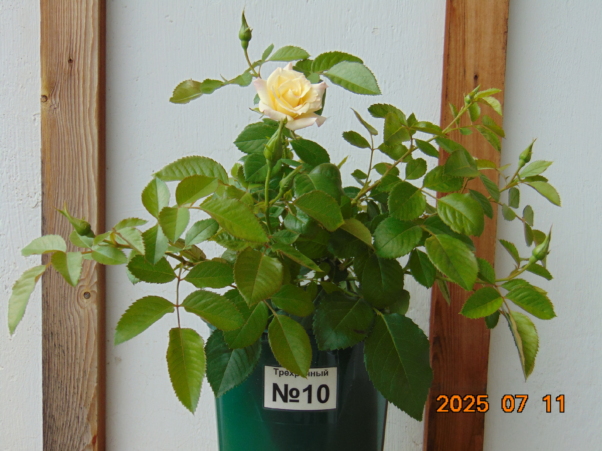 Саженец корнесобственной розы № 10 по состоянию на 11 июля 2025 года