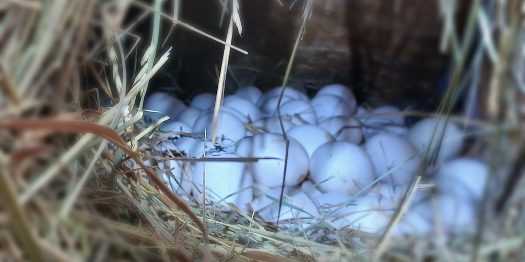 Осеннее прекращение яйценоскости: почему куры перестают нестись и как это исправить.