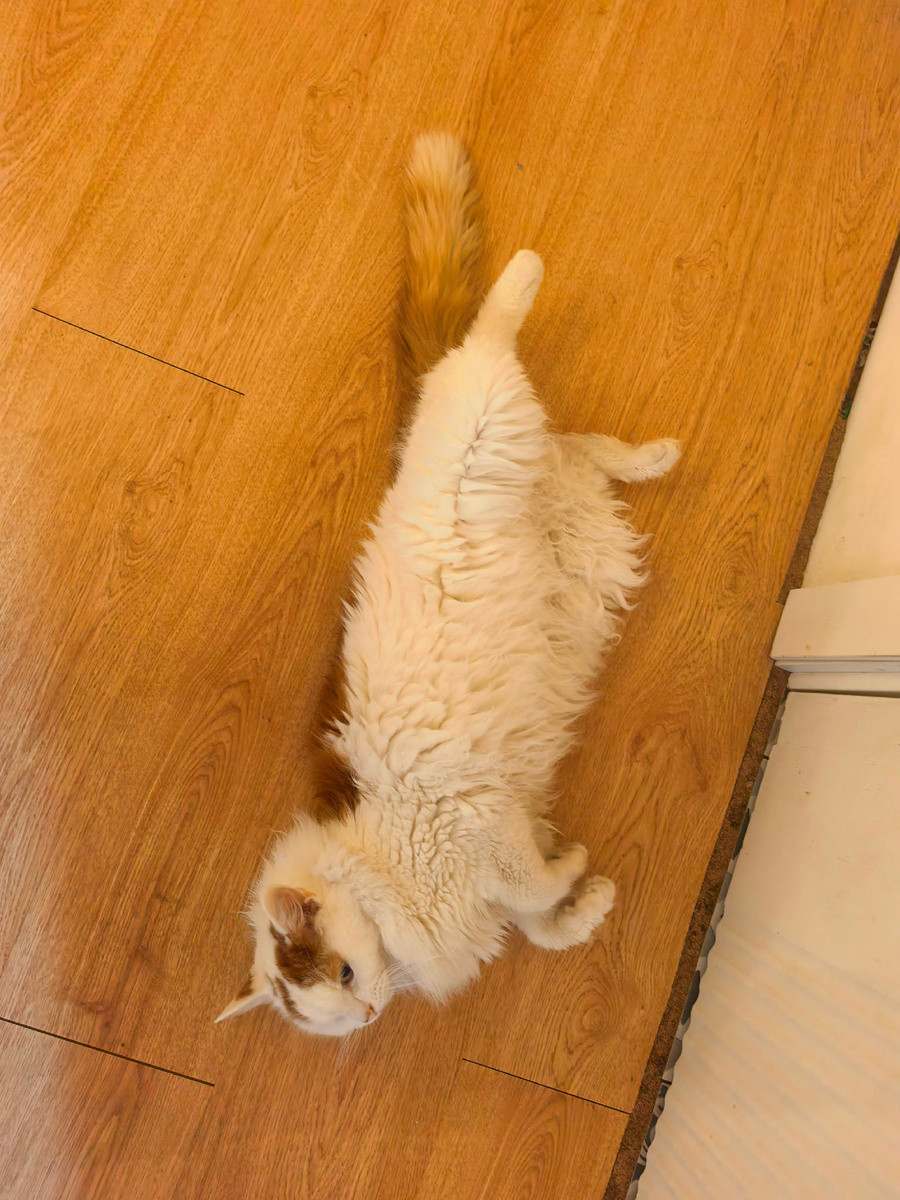 И только коту удобно везде :)