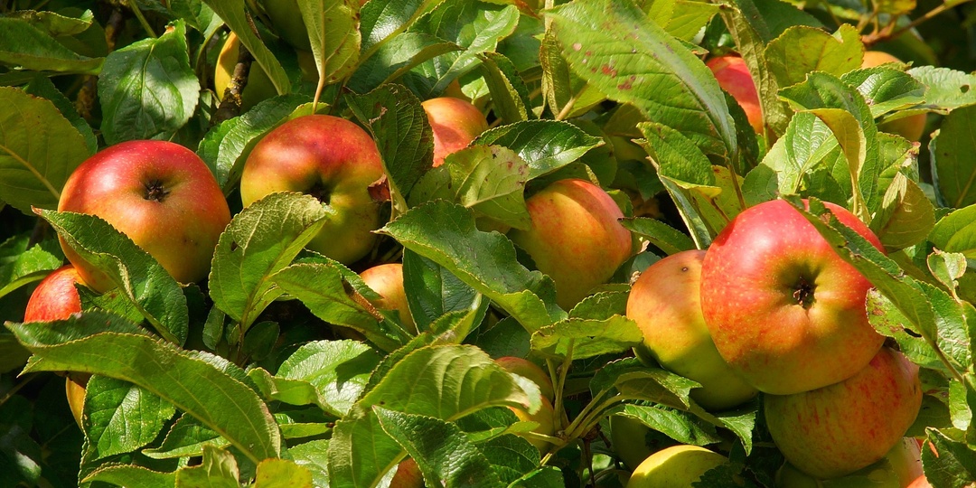 🍏 Под яблоню выливаю 1 ведро зольного настоя осенью — весной ни парши, ни трещин на плодах