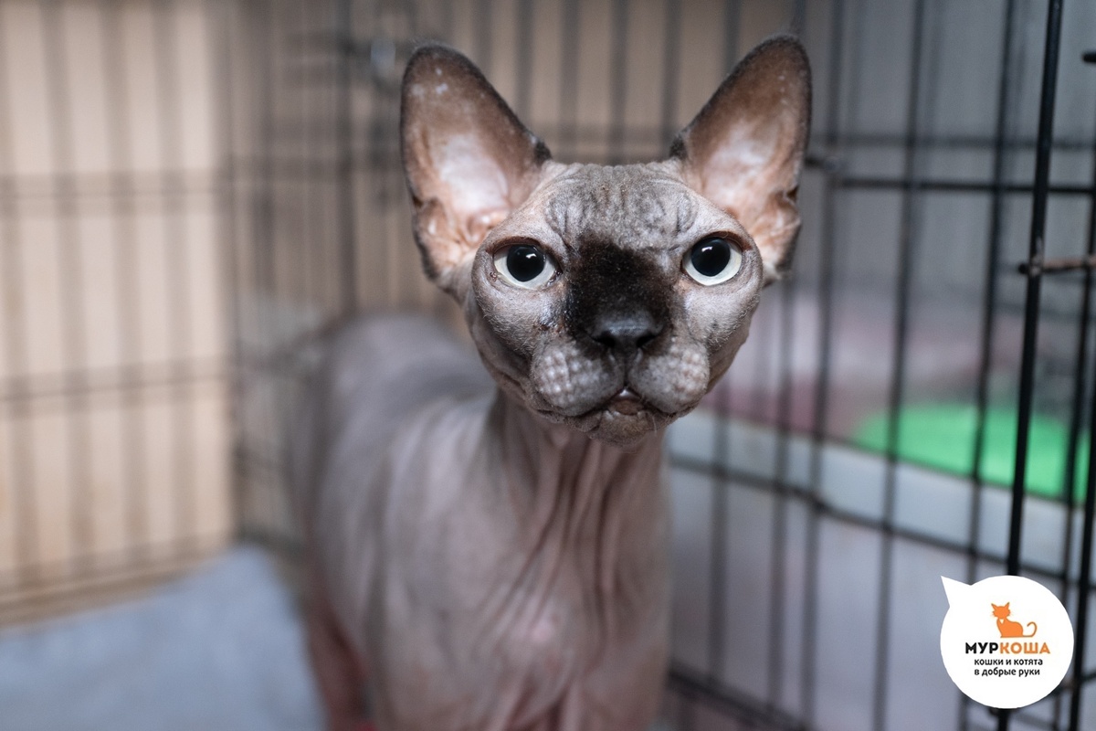 Соффи домашняя кошечка, отдали в связи с переездом.