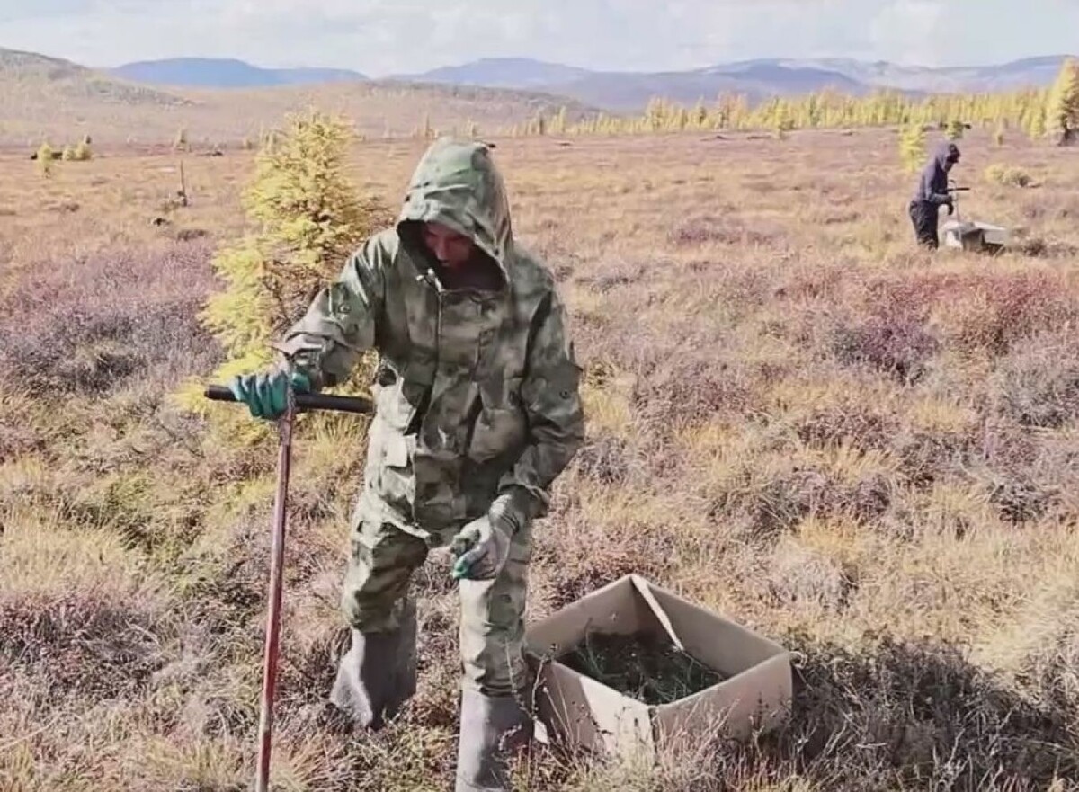   Фото: Высадка лесов в Магаданской области / ГТРК “Магадан”