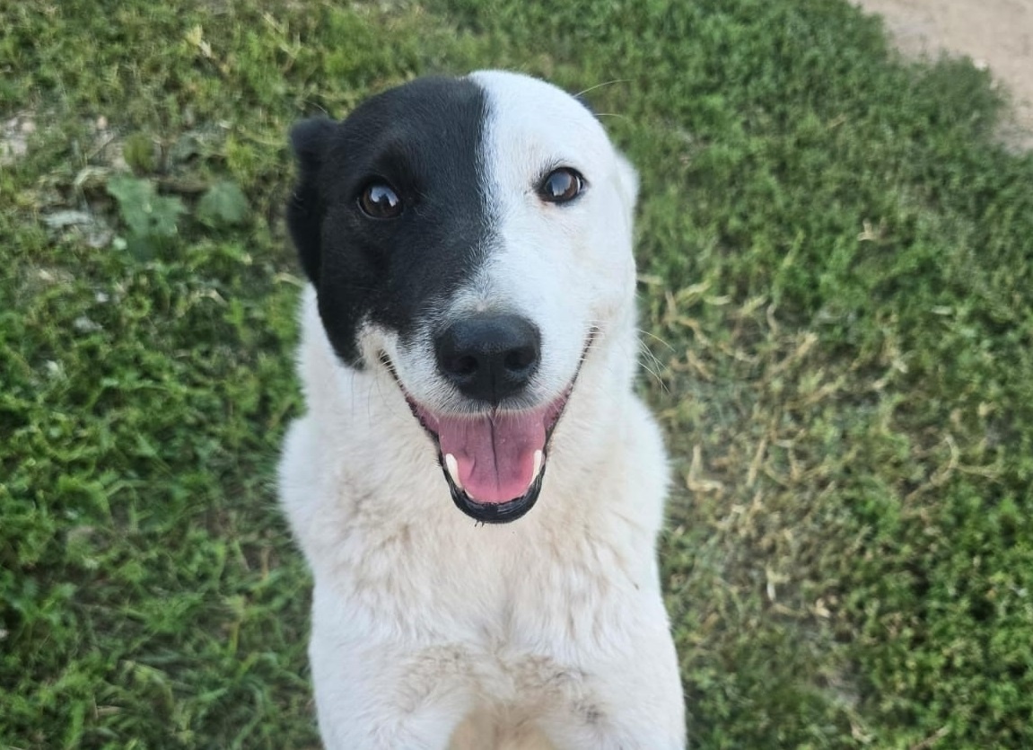    От корги до алабая: узнайте какой вы пёс по знаку зодиака - будете удивлены. Для Раков — идеальная совместимость