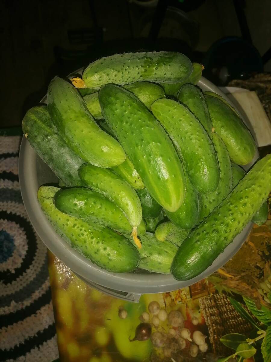 Лебединая песня очевидно