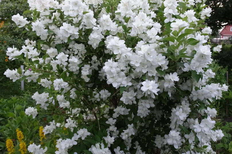 КУСТАРНИКИ НЕБОЛЬШОГО РАЗМЕРА ДЛЯ ВАШЕГО УЧАСТКА