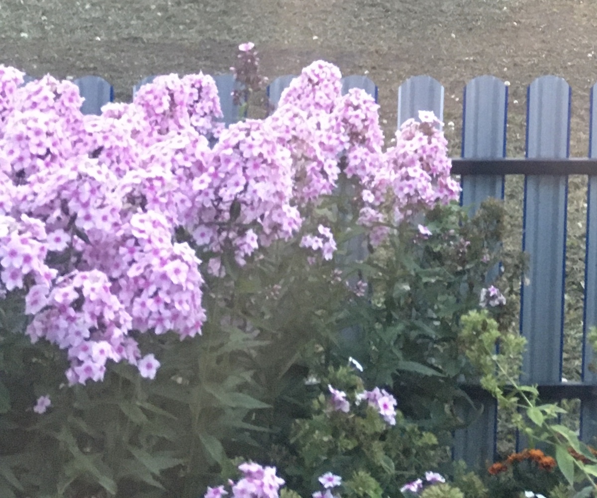 Вид из моего окна. Это мой палисадник