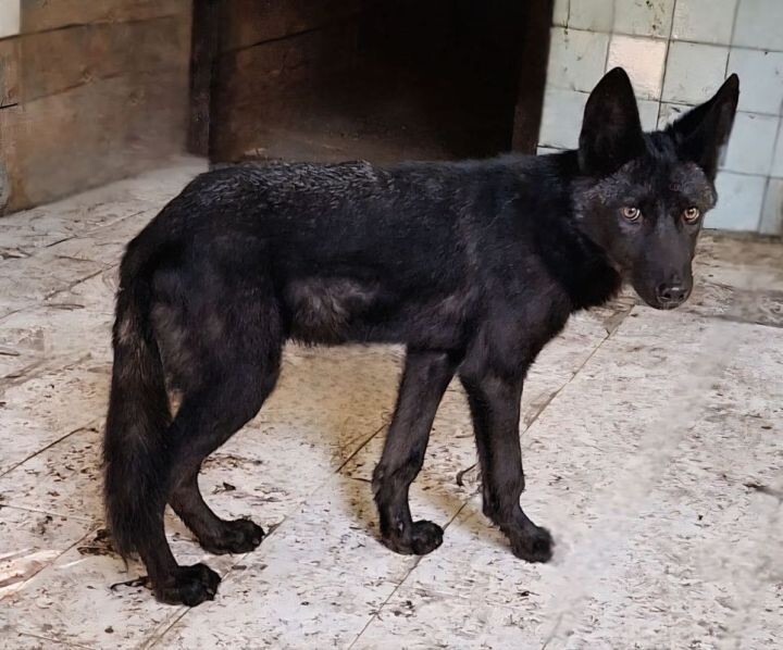    Фото:пресс-служба зоосада «Приамурский»