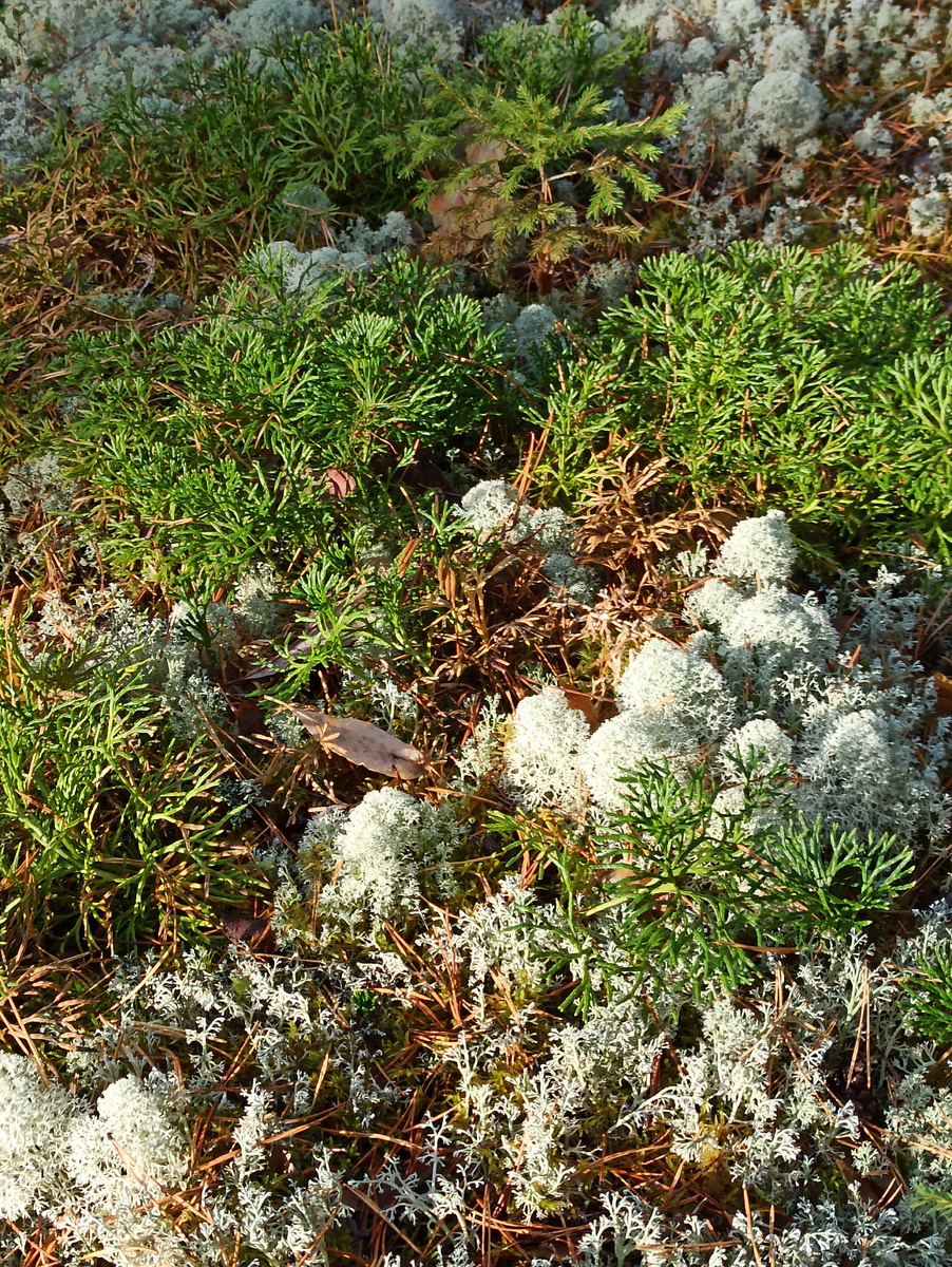 Ягель под ногами