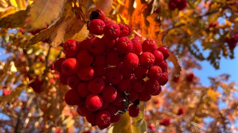     Рябина в Барнауле. altapress.ru