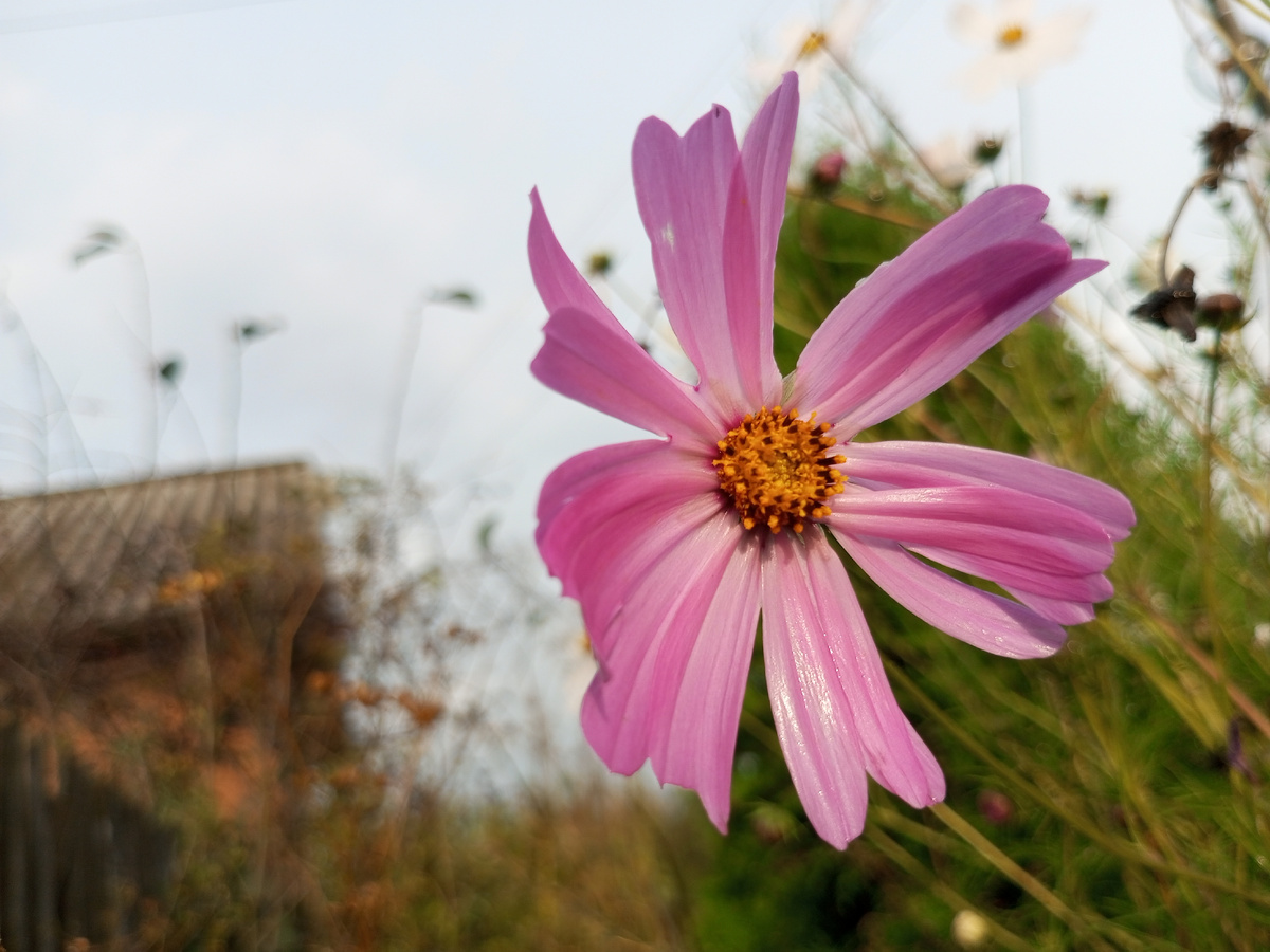 Ромашка. Фото автора.