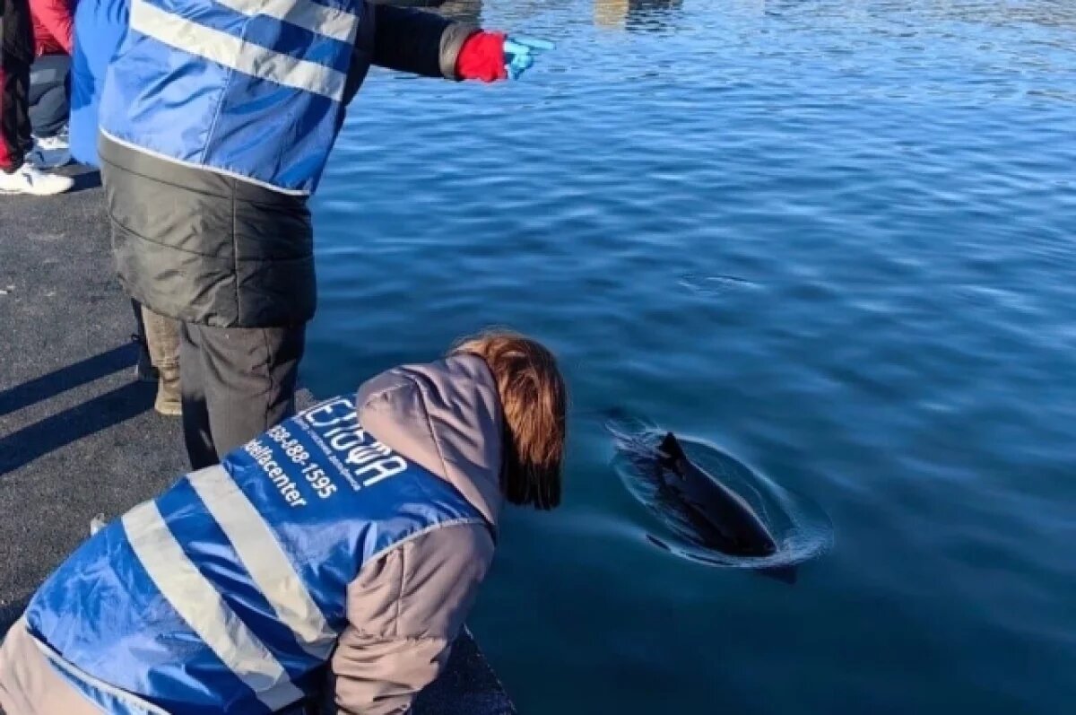    Волонтеры спасают пострадавших и больных дельфинов и днем, и ночью.