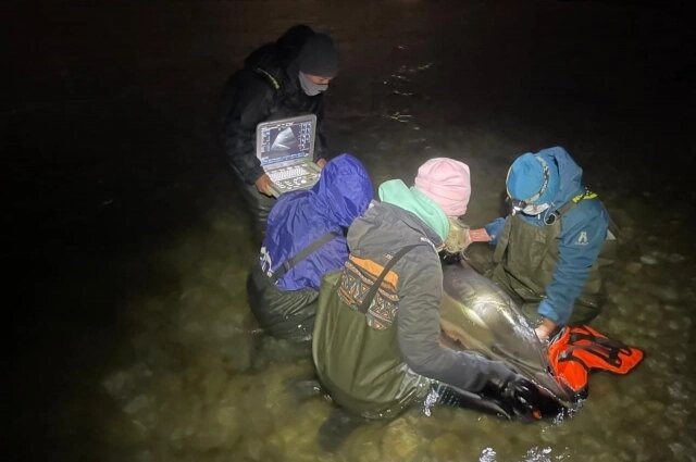    Фото: Из архива/ Центр спасения дельфинов «Дельфа»