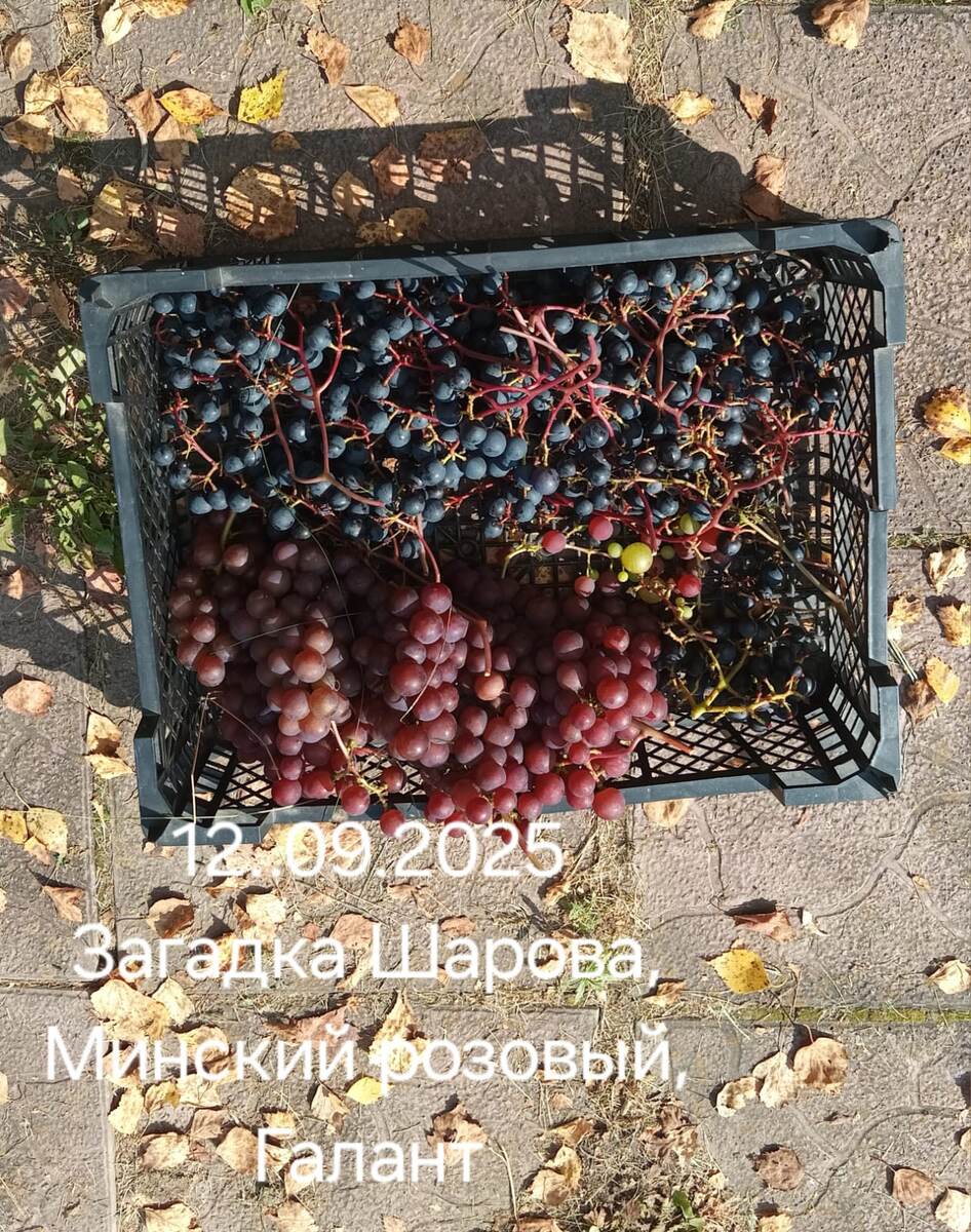 Это пока - все, что удалось вырастить