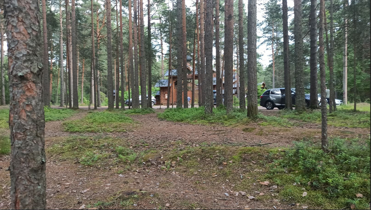 Поляна, сосновый лес