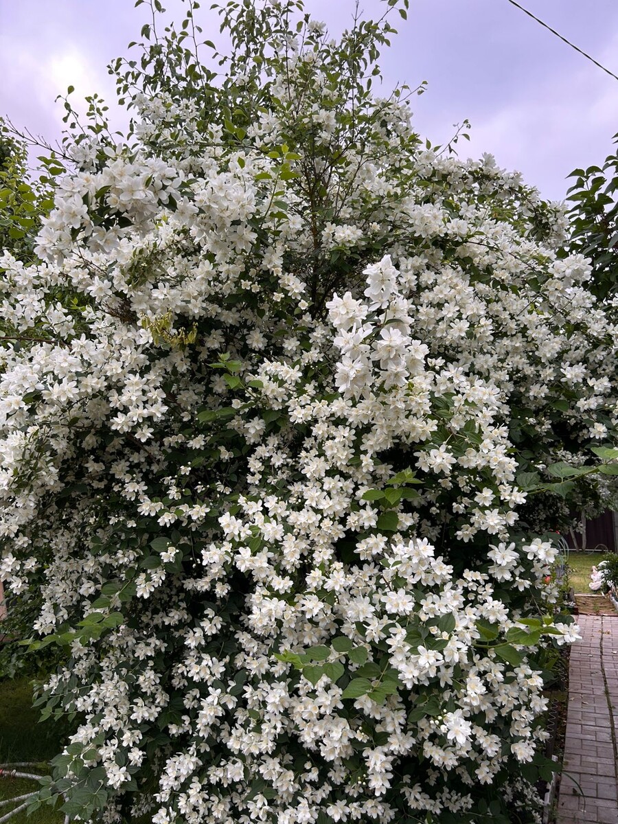 Жасмин цветёт 