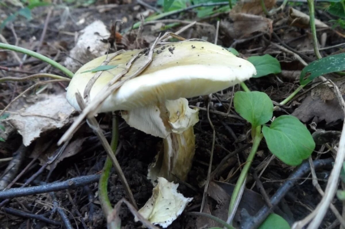    Миколог Дьяков назвал грибы, которыми чаще всего травятся