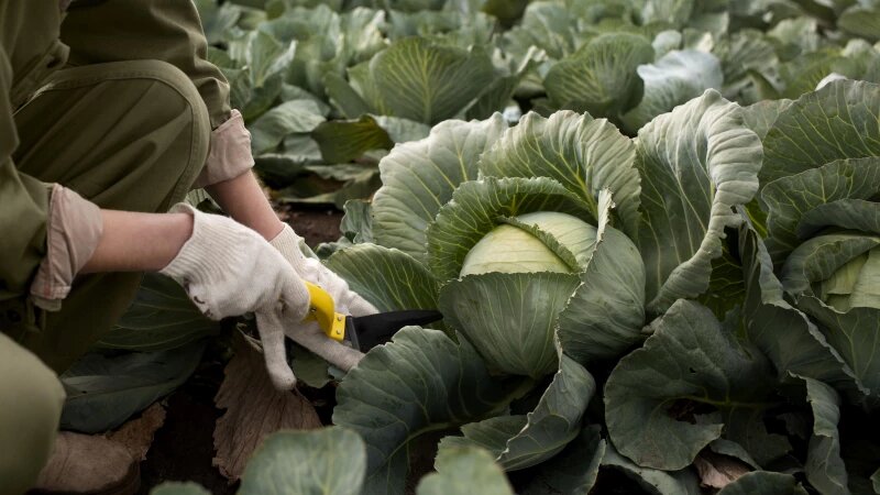     Капуста. freepik.com/freepik