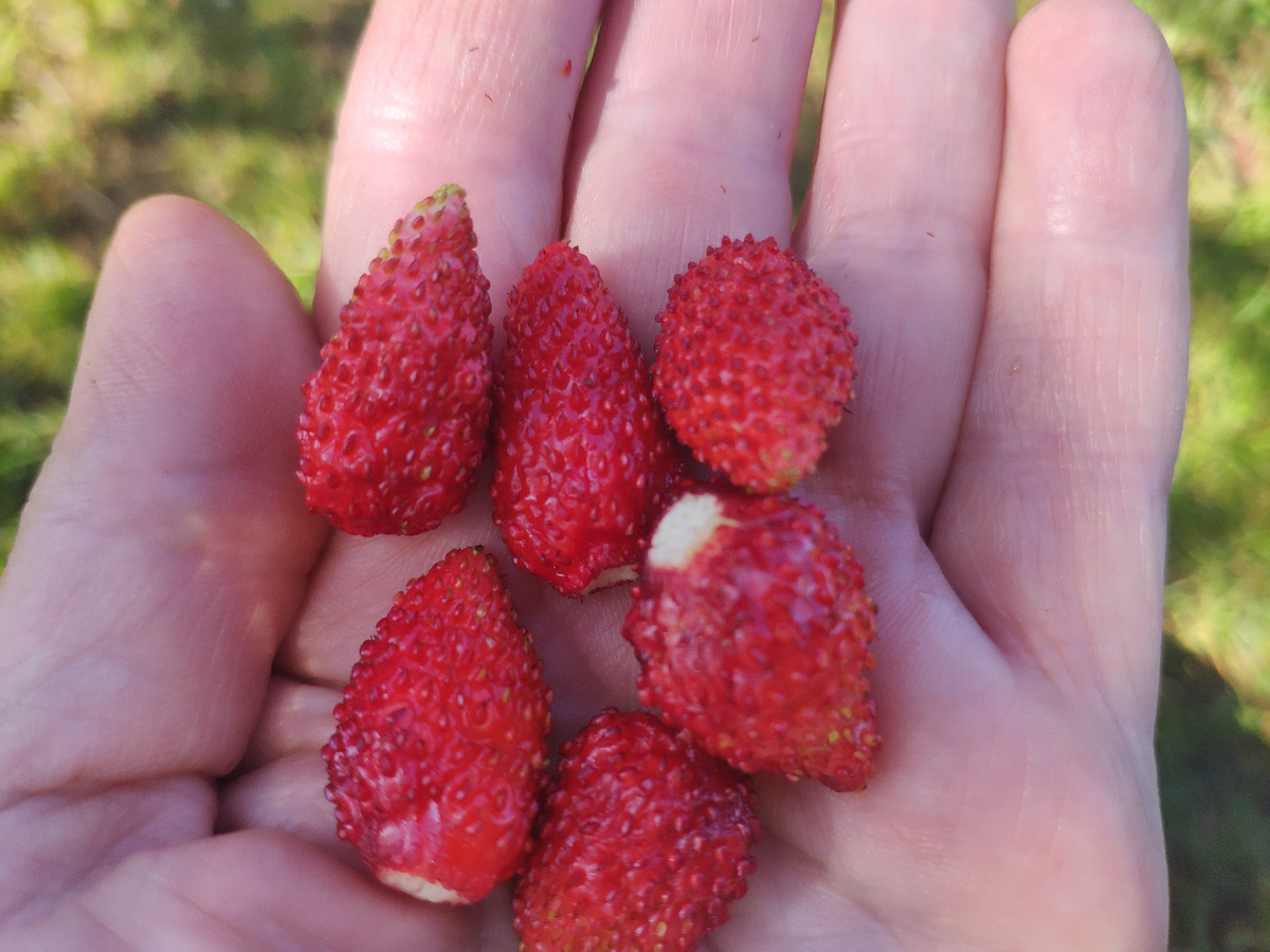 Фото автора. Земляника «Руяна».