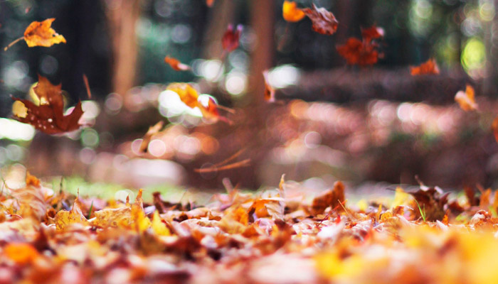 14 сентября (1 сентября по старому стилю) в народе отмечается Семен Летопроводец. Фото: pxhere.com