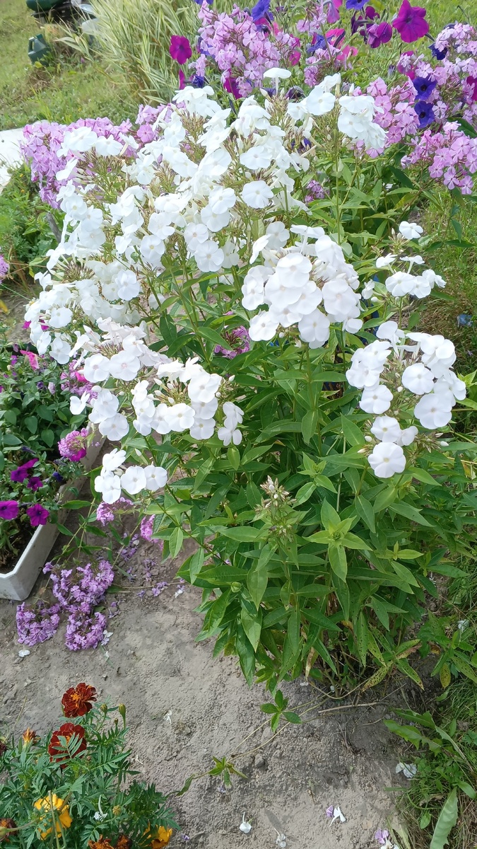 фото автора: дачные цветочки