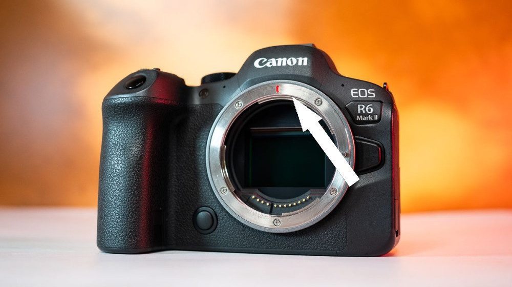    Удивительные возможности Canon EOS R6 II в дикой природе — настоящий прорыв или очередной размен?