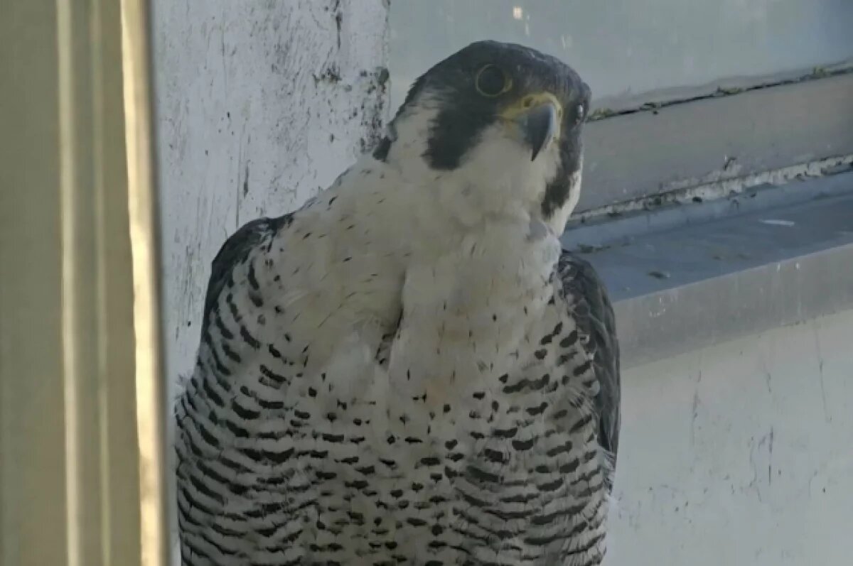    В Твери к гостю отеля прилетел Сапсан